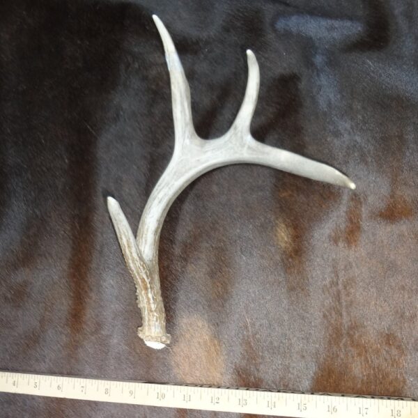 DSC01811 Deer Antler