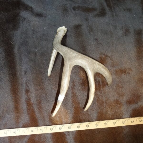 DSC01812 Deer Antler