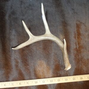 Deer Antler