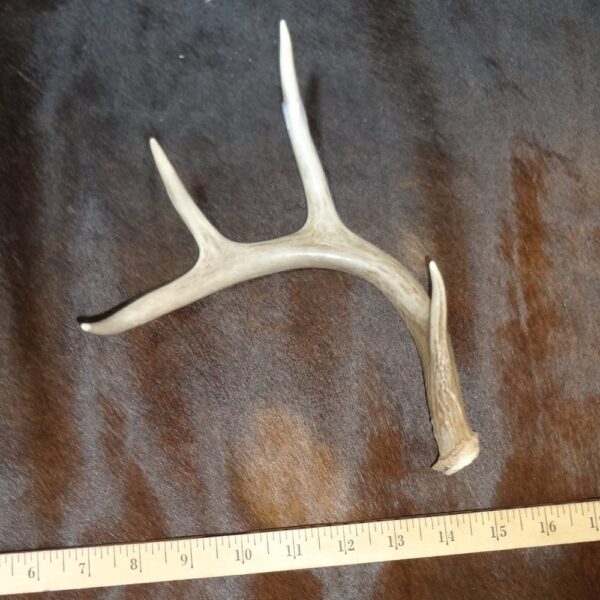 Deer Antler