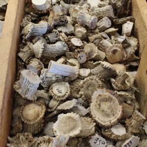 Deer+Antler+Rosettes Deer Antler Drawer pulls