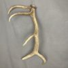 Elk Antler #8