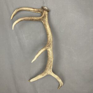 Elk Antler #8