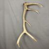 Elk Antler #8