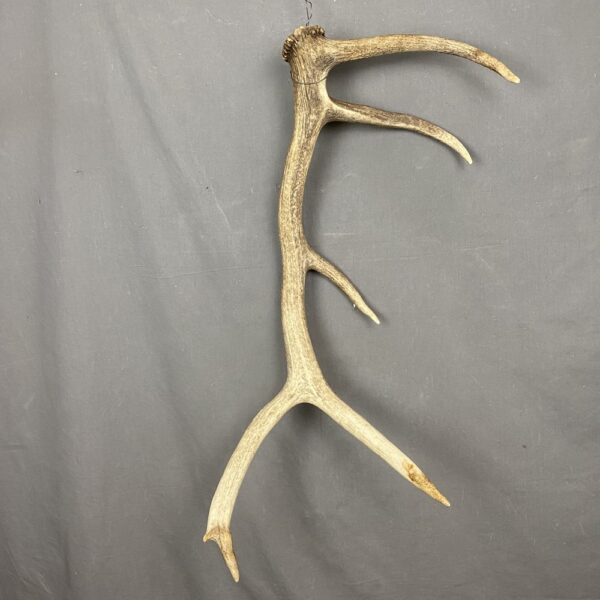 IMG_2501 Elk Antler #8