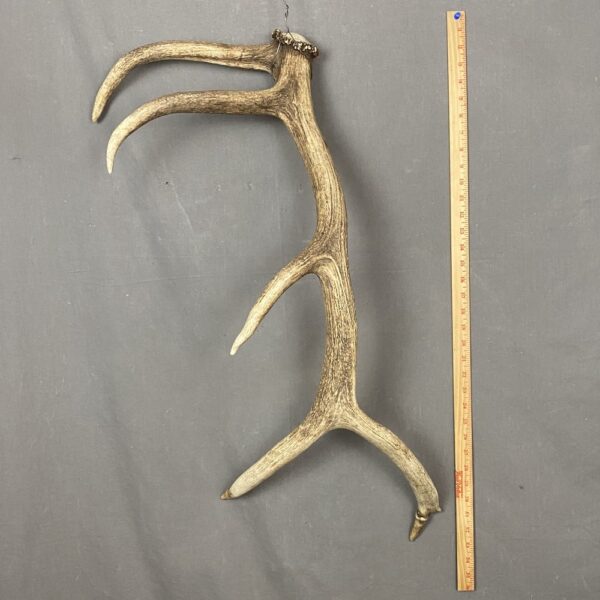 IMG_2505 Elk Antler #8