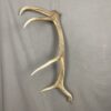 Elk Antler #12
