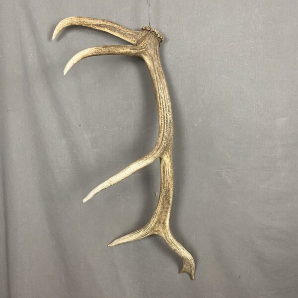 IMG_3595 Elk Antler #12