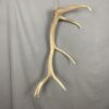 Elk Antler #12