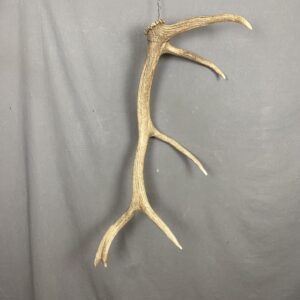 Elk Antler #12