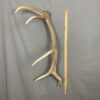Elk Antler #12