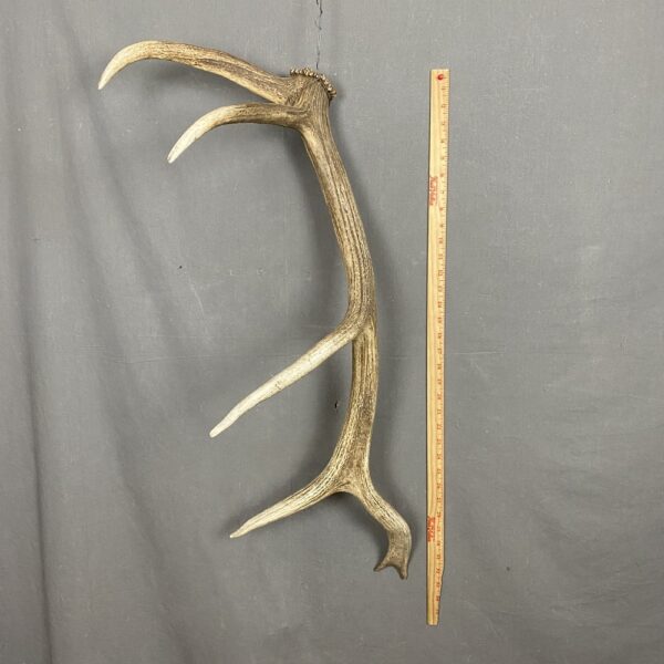 IMG_3597 Elk Antler #12