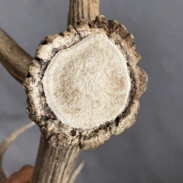 IMG_3598 Elk Antler #12