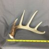 Deer Antler