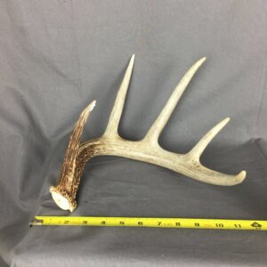 Deer Antler