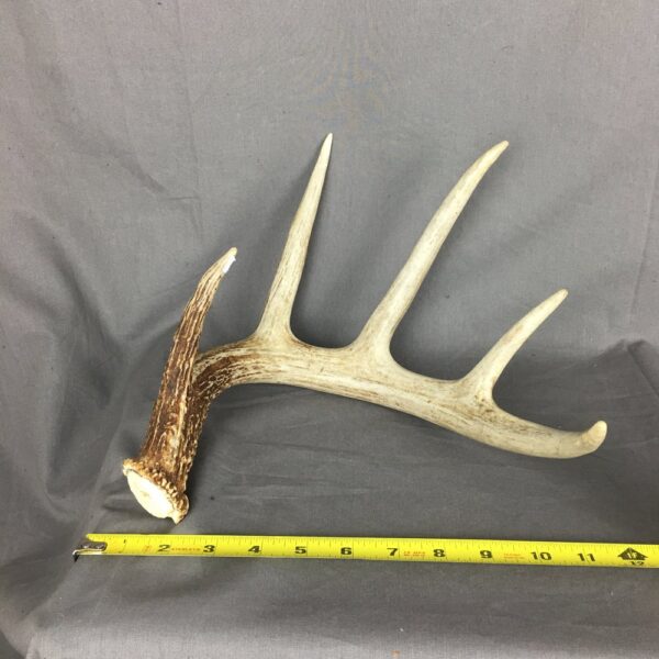 Deer Antler