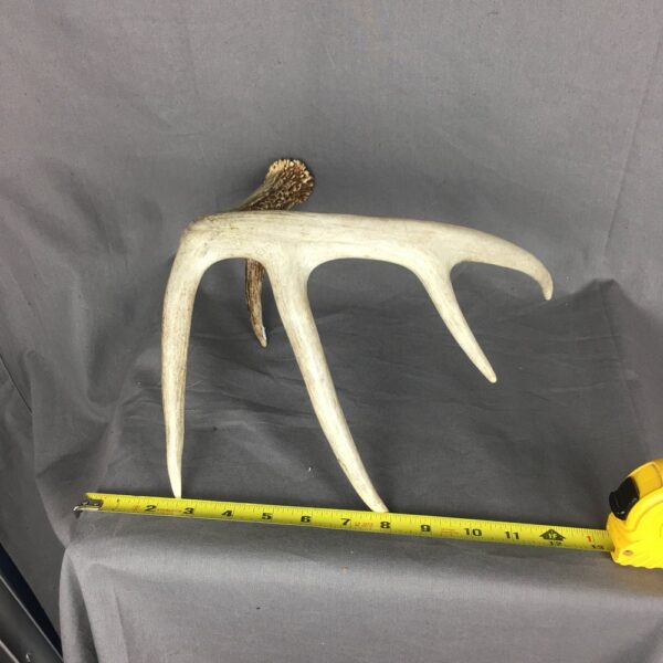 Deer Antler