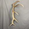 Elk Antler #7