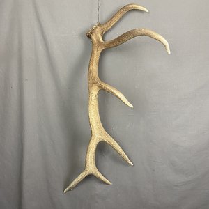 Elk Antler #7