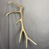 Elk Antler #7
