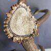 Elk Antler #7