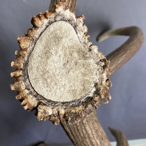 IMG_9231 Elk Antler #7