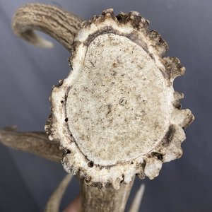 IMG_9236 Elk Antler #4