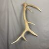 Elk Antler #2