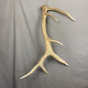 Elk Antler #2