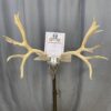 Mule Deer Rack