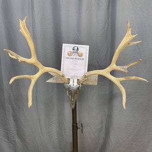 IMG_9334 Mule Deer Rack