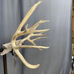 IMG_9335 Mule Deer Rack