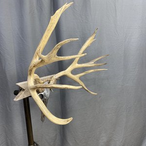 IMG_9337 Mule Deer Rack