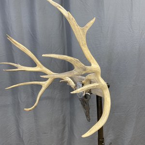 IMG_9339 Mule Deer Rack