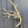 Mule Deer Rack