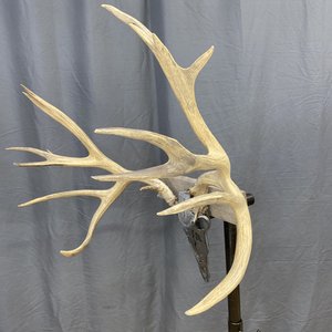 IMG_9340 Mule Deer Rack