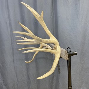 IMG_9341 Mule Deer Rack