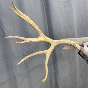 IMG_9343 Mule Deer Rack