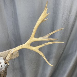 IMG_9344 Mule Deer Rack