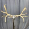 Mule Deer Rack