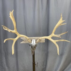 Mule Deer Rack