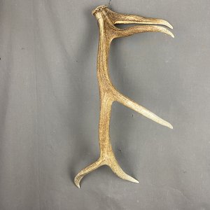 Elk Antler #16