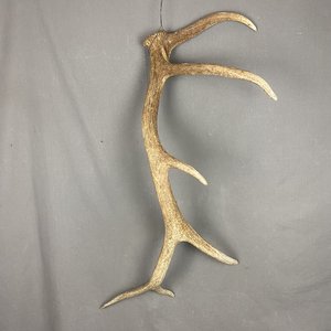 Elk Antler #22