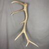 Elk Antler #22