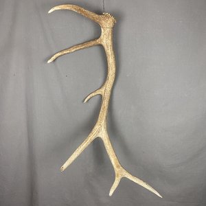 Elk Antler #22