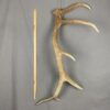 Elk Antler #22