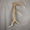 Elk Antler #26