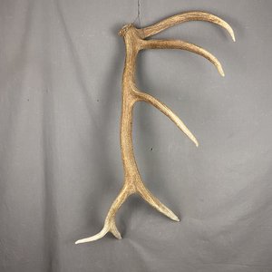 Elk Antler #26