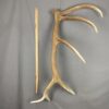 Elk Antler #26