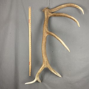 Elk Antler #26